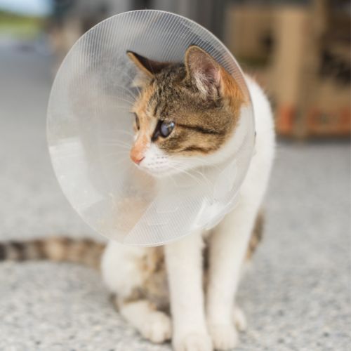 Cat in a surgery cone Laser Cat