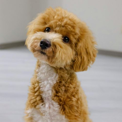 Curly haired dog happy dog