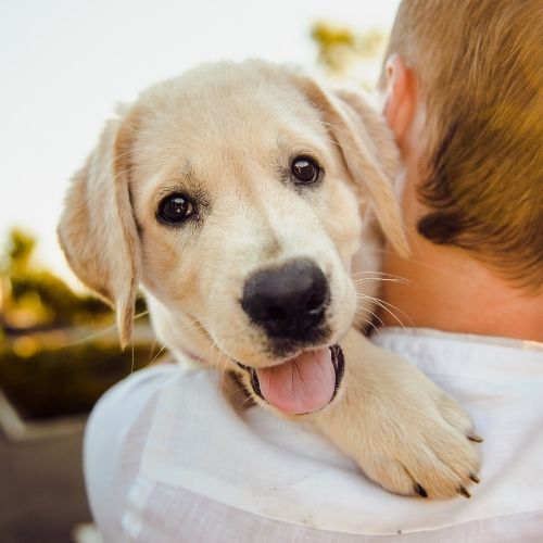 Dog being held by a man Dog being held by a man