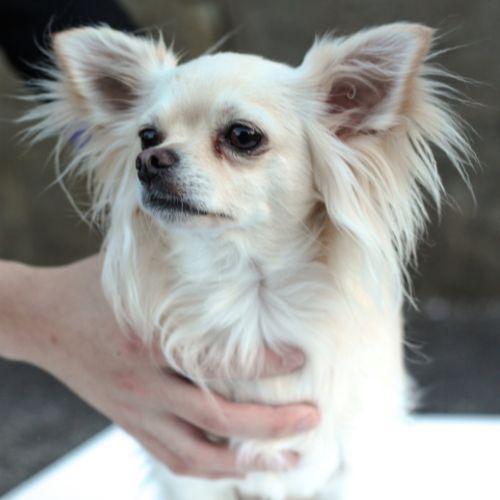 Dog being held happy dog