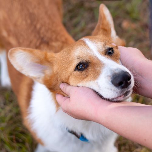 Dog being pet