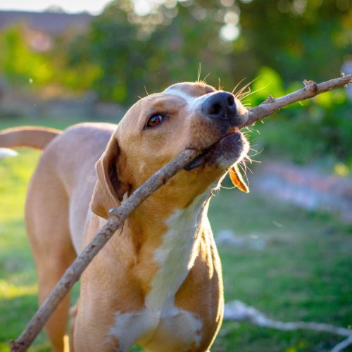 Dog carrying a stick happy dog