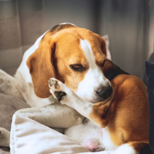 Dog itching its leg happy dog