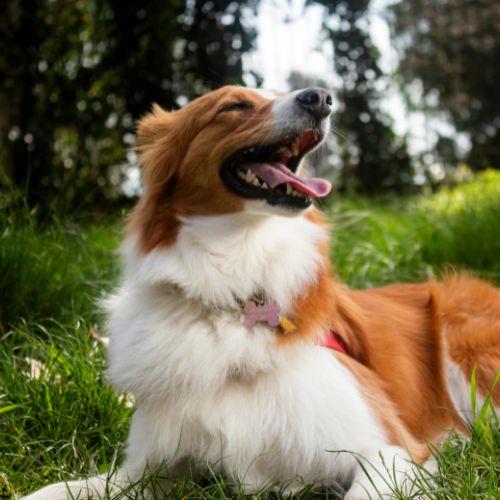 Happy dog laying in the grass X-Ray Dog