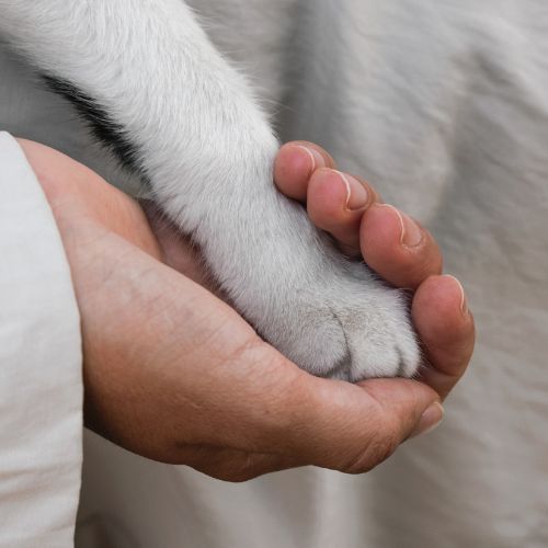 Holding a cat's paw happy dog