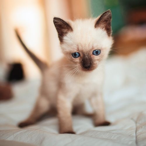 Kitten standing on a blanket