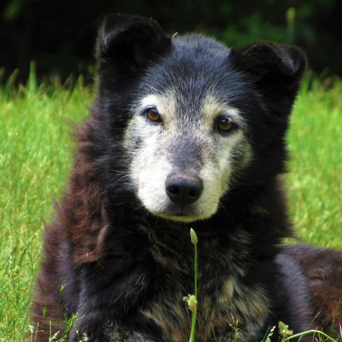 Old dog laying in the grass happy dog