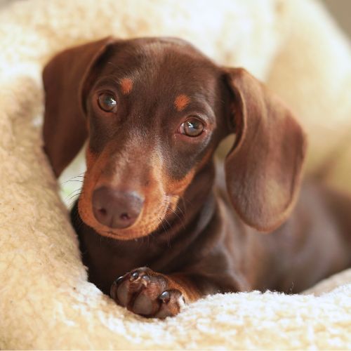 Small dog sitting in a bed happy dog