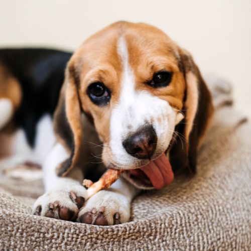 dog laying on a bed and chewing a treat