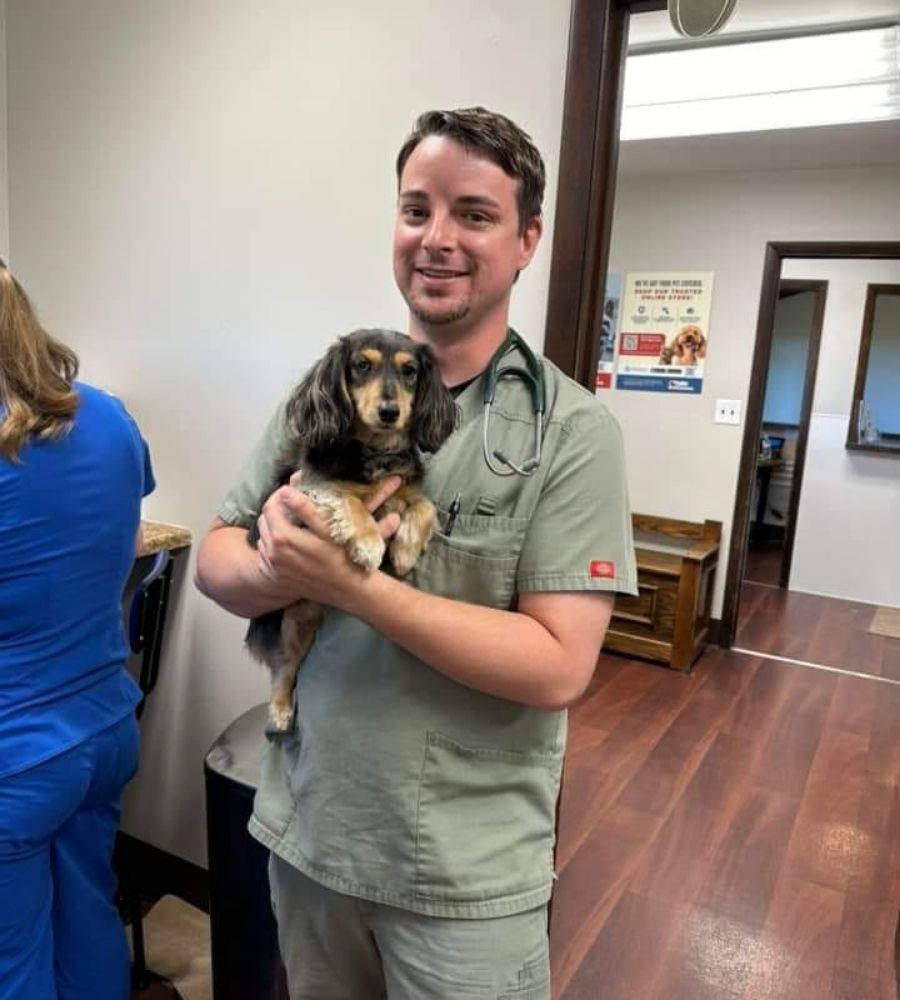 Vet holding dachshund dog