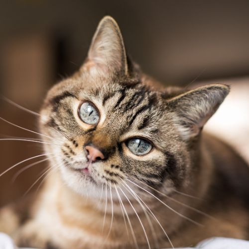Blue eyed tabby cat portrait Blue eyed tabby cat portrait